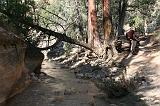  Another fallen tree
